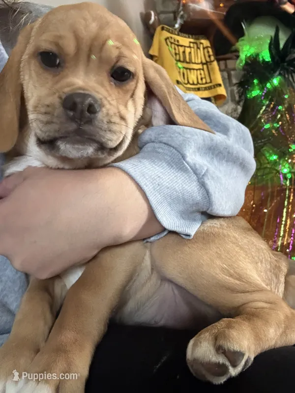 Pumpkin – Puggle puppy for sale in Ohioville, PA