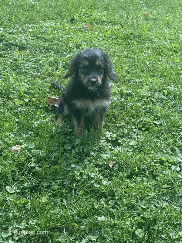 Jewl – Dachshund, Miniature Bernedoodle puppy for sale in Ohioville, PA