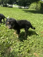 Jewl, a female Dachshund and Miniature Bernedoodle for sale in Ohioville, PA – 4 of 6
