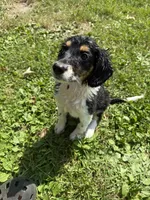 Homer, a male Beagle and Dachshund for sale in Ohioville, PA – 4 of 7