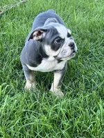 Chuck, a male English Bulldog for sale in Tennessee, TN – 3 of 8