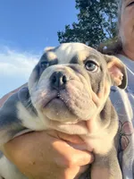 Chuck, a male English Bulldog for sale in Tennessee, TN – 5 of 8