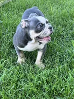 Chuck, a male English Bulldog for sale in Tennessee, TN – 6 of 8