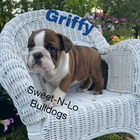 Griffy, a male English Bulldog for sale in Tennessee, TN – 3 of 3