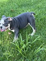 Chuck, a male English Bulldog for sale in Tennessee, TN – 7 of 8
