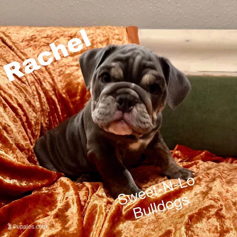 Rachel – English Bulldog puppy for sale in Tennessee, TN