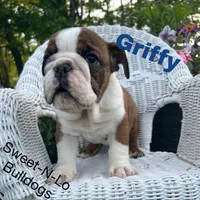Griffy, a male English Bulldog for sale in Tennessee, TN – 2 of 3