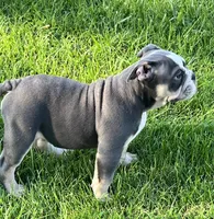 Chuck, a male English Bulldog for sale in Tennessee, TN – 2 of 8