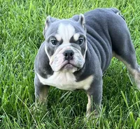 Chuck, a male English Bulldog for sale in Tennessee, TN – 1 of 8