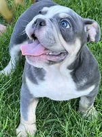 Chuck, a male English Bulldog for sale in Tennessee, TN – 8 of 8
