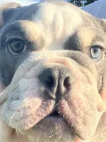 Chuck, a male English Bulldog for sale in Tennessee, TN – 4 of 8