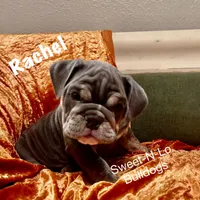 Rachel, a female English Bulldog for sale in Tennessee, TN – 3 of 5