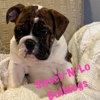 M’Lynn, a female English Bulldog for sale in Tennessee, TN – Photo 3 of 4