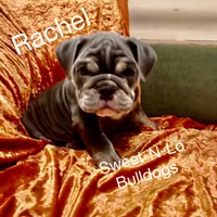 Rachel, a female English Bulldog for sale in Tennessee, TN – 5 of 5