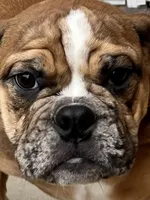 Delilah , a female English Bulldog for sale in Tennessee, TN – Photo 3 of 5