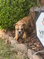 Delilah , a female English Bulldog for sale in Tennessee, TN – Photo 5 of 5