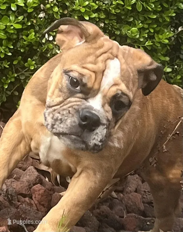 Delilah  – English Bulldog puppy on hold in Tennessee, TN