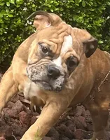 Delilah , a female English Bulldog for sale in Tennessee, TN – Photo 1 of 5