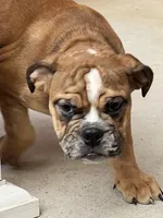 Delilah , a female English Bulldog for sale in Tennessee, TN – Photo 4 of 5