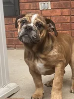 Delilah , a female English Bulldog for sale in Tennessee, TN – Photo 2 of 5