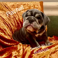 Rachel, a female English Bulldog for sale in Tennessee, TN – 2 of 5