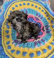 Munchkin, a male Shih Tzu for sale in Stonewall, LA – 6 of 6