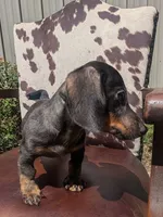 Braco, a male Miniature Dachshund for sale in Stonewall, LA – 2 of 7