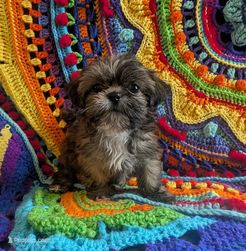 Munchkin – Shih Tzu puppy for sale in Stonewall, LA