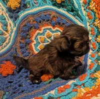 Brody , a male Shih Tzu for sale in Stonewall, LA – 6 of 8