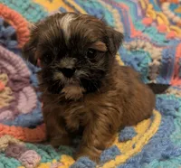 Precious , a female Shih Tzu for sale in Stonewall, LA – 3 of 8