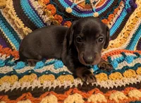 Choco, a male Miniature Dachshund for sale in Stonewall, LA – 3 of 6