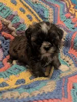 Princess, a female Shih Tzu for sale in Stonewall, LA – 4 of 9