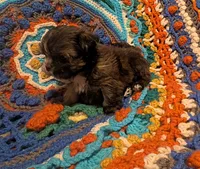 Munchkin, a male Shih Tzu for sale in Stonewall, LA – 4 of 4