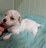 Abby, a female Poodle - Toy  for sale in Stonewall, LA – Photo 3 of 9