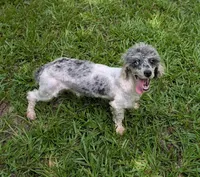 Abby, a female Poodle - Toy  for sale in Stonewall, LA – Photo 9 of 9