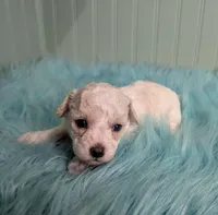 Abby, a female Poodle - Toy  for sale in Stonewall, LA – Photo 7 of 9