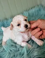 Abby, a female Poodle - Toy  for sale in Stonewall, LA – Photo 5 of 9