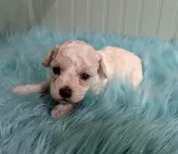 Abby, a female Poodle - Toy  for sale in Stonewall, LA – Photo 1 of 9