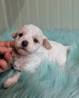 Abby, a female Poodle - Toy  for sale in Stonewall, LA – Photo 2 of 9