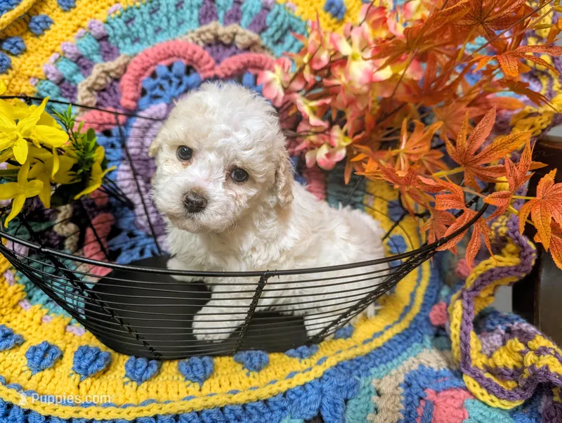 Abby – Poodle - Toy  puppy for sale in Stonewall, LA