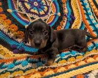 Sadi, a female Miniature Dachshund for sale in Stonewall, LA – 6 of 9