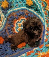 Brody , a male Shih Tzu for sale in Stonewall, LA – 4 of 8