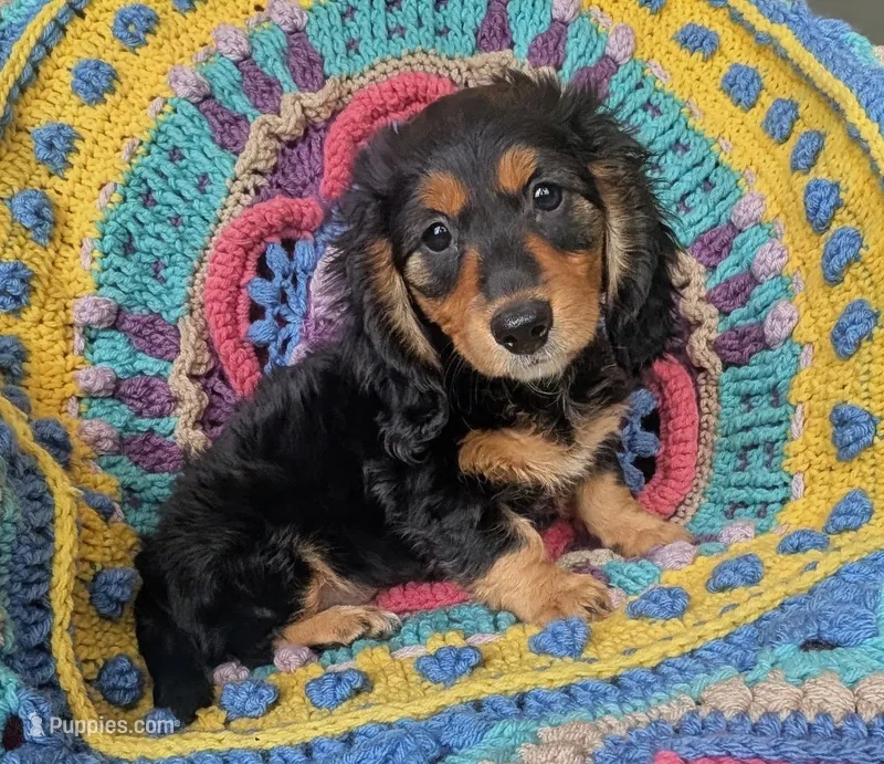 Princess BriAnna – Miniature Dachshund puppy for sale in Stonewall, LA