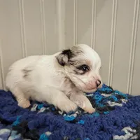 Scooter, a male Miniature Schnauzer for sale in Stonewall, LA – Photo 2 of 8