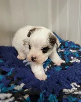 Scooter, a male Miniature Schnauzer for sale in Stonewall, LA – Photo 1 of 8