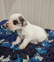 Scooter, a male Miniature Schnauzer for sale in Stonewall, LA – Photo 5 of 8