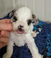 Scooter, a male Miniature Schnauzer for sale in Stonewall, LA – Photo 3 of 8