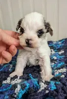 Scooter, a male Miniature Schnauzer for sale in Stonewall, LA – Photo 8 of 8