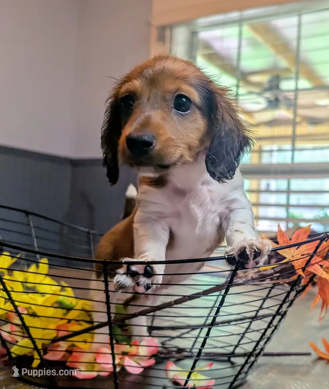 Lil Oscar – Miniature Dachshund puppy for sale in Stonewall, LA