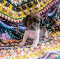 Lil Oscar, a male Miniature Dachshund for sale in Stonewall, LA – 3 of 4